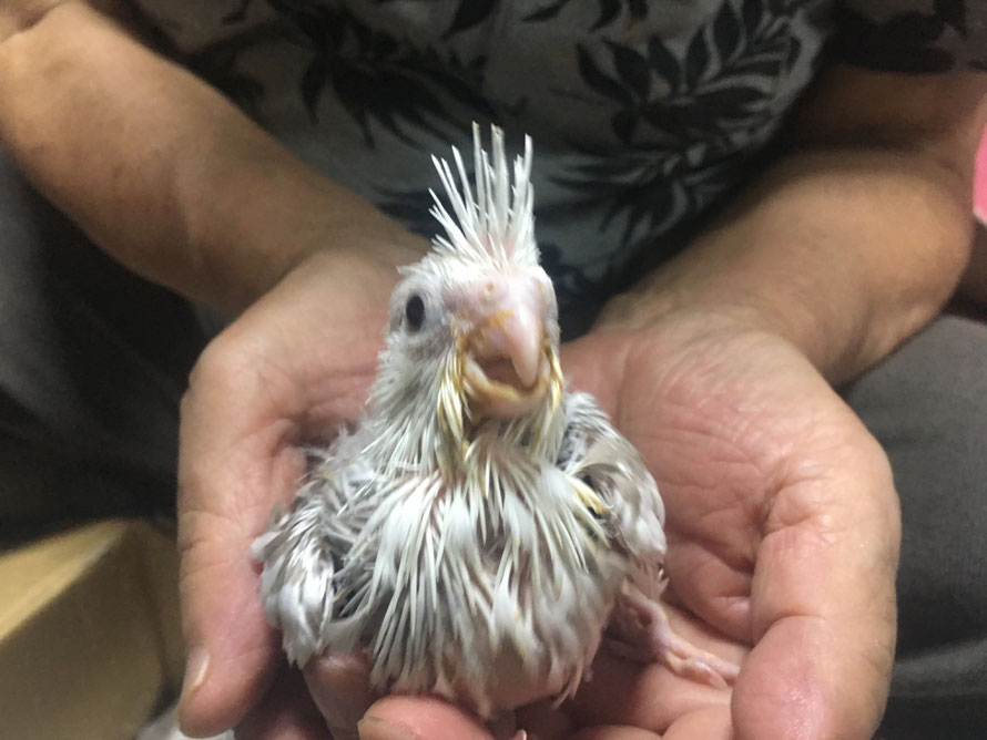 2019年8月11日 オカメインコ