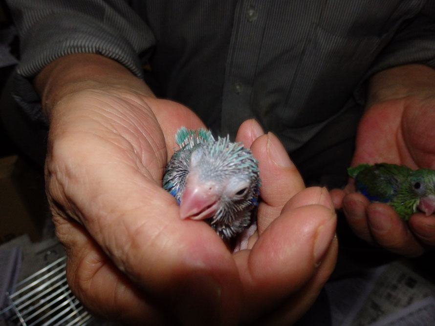 2019年 6月12日 マメルリハインコ