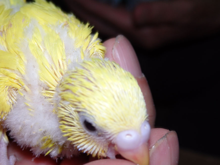 2019年5月12日 セキセイインコ イエロー
