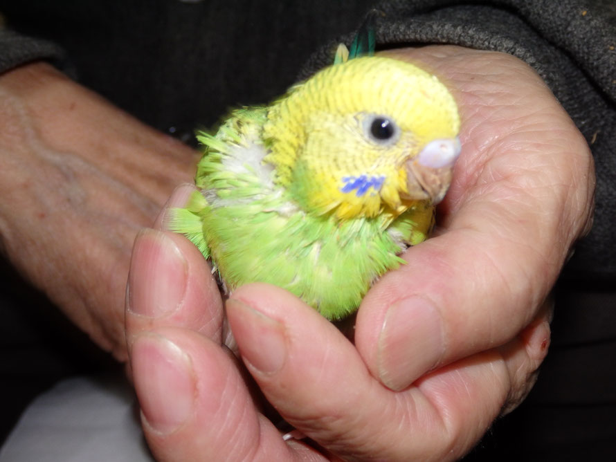 2019年3月16日 セキセイインコ