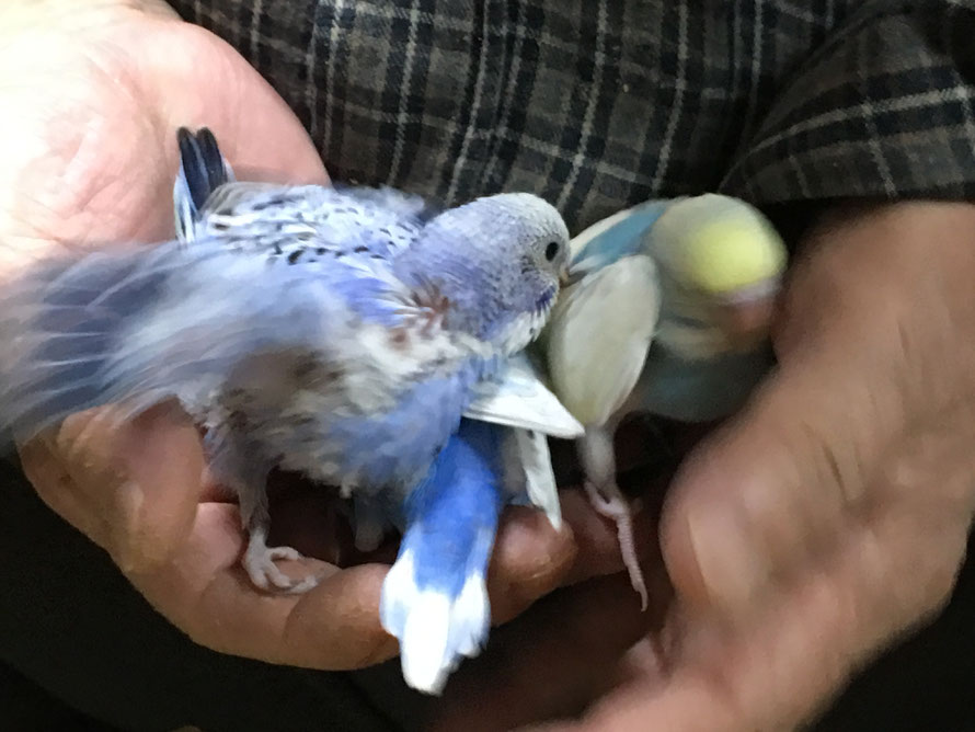 元気の良い高級セキセイインコ
