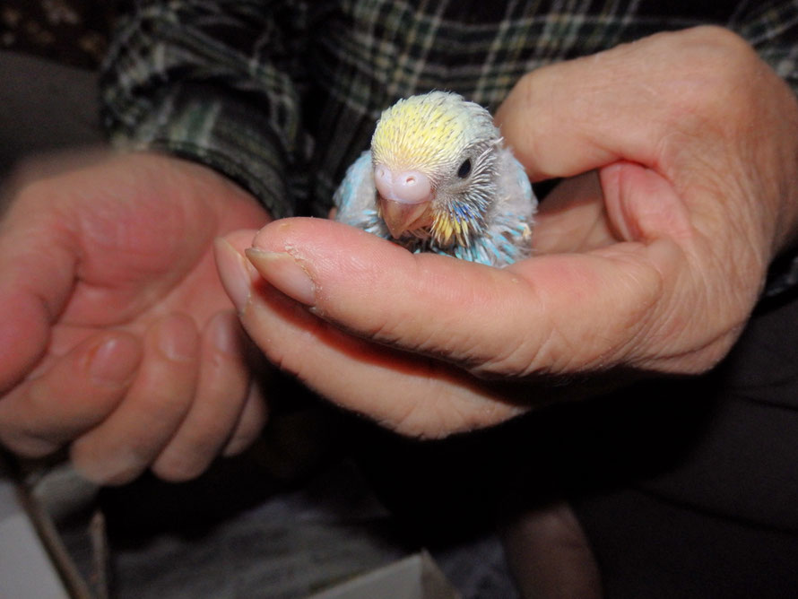 ２０２０年１２月１３日　セキセイインコ　パステルレインボー