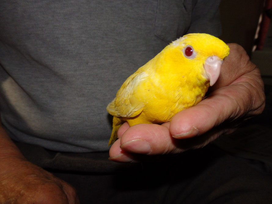 ルチノーサザナミインコ仲間入りしました 福岡インコ ペットミッキン ルチノーサザナミインコ仲間入りしました 福岡インコ ペットミッキン