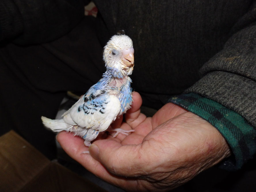 ２０１９年１２月９日　セキセイインコ