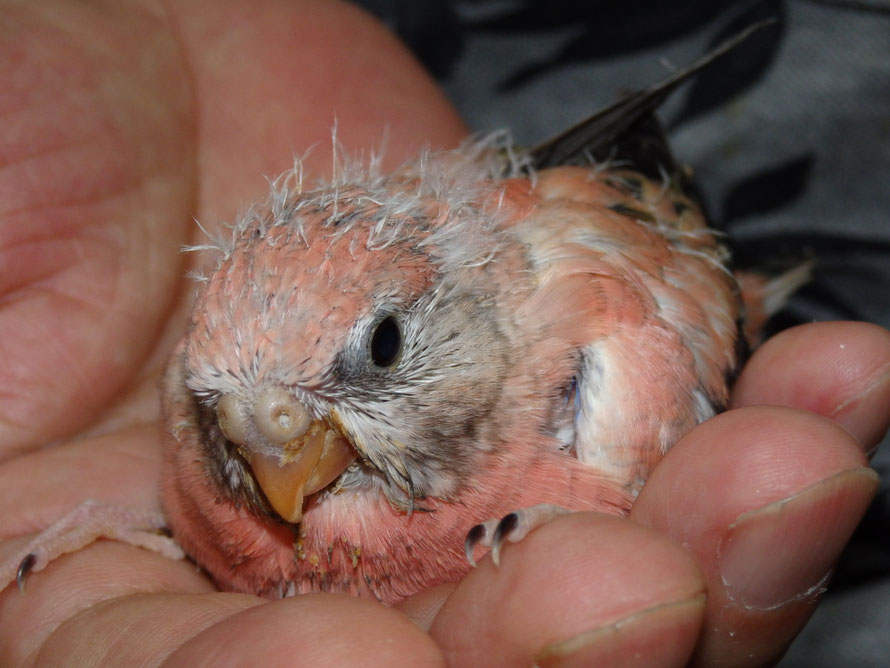 ２０１９年８月３０日　アキクサインコ