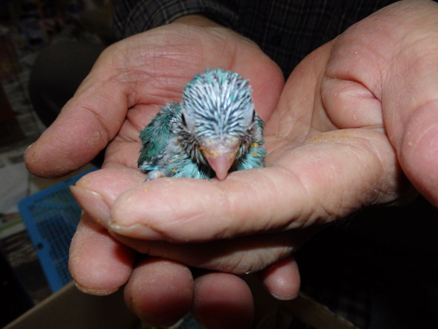 2018年 12月10日 マメルリハインコ