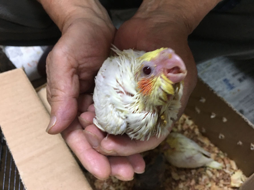 2019年10月12日 ルチノーオカメインコ 白オカメインコです
