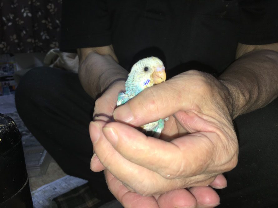 セキセイインコ