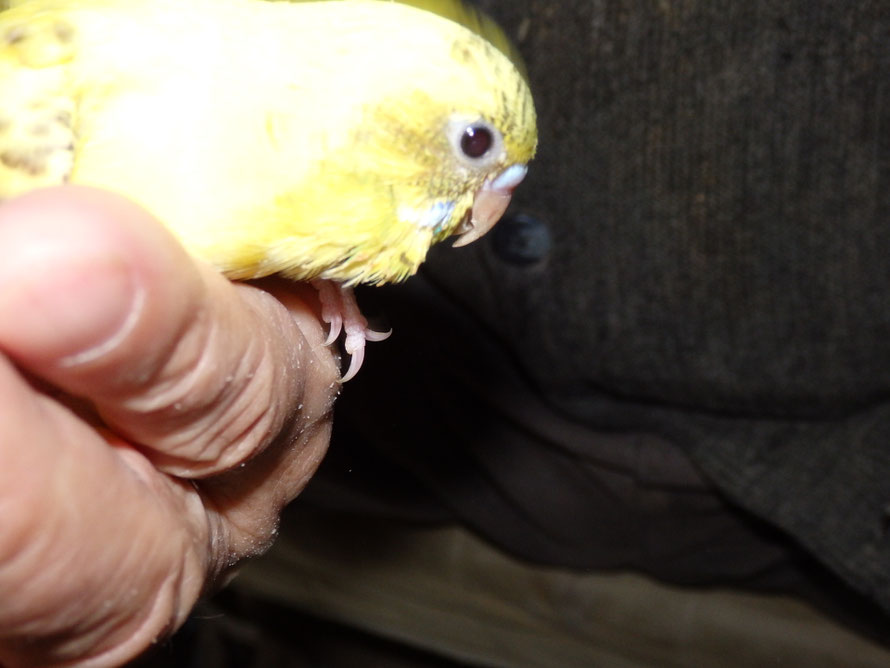 2019年12月9日 セキセイインコ
