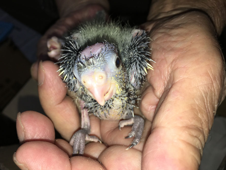 2018 10 28 オカメインコ
