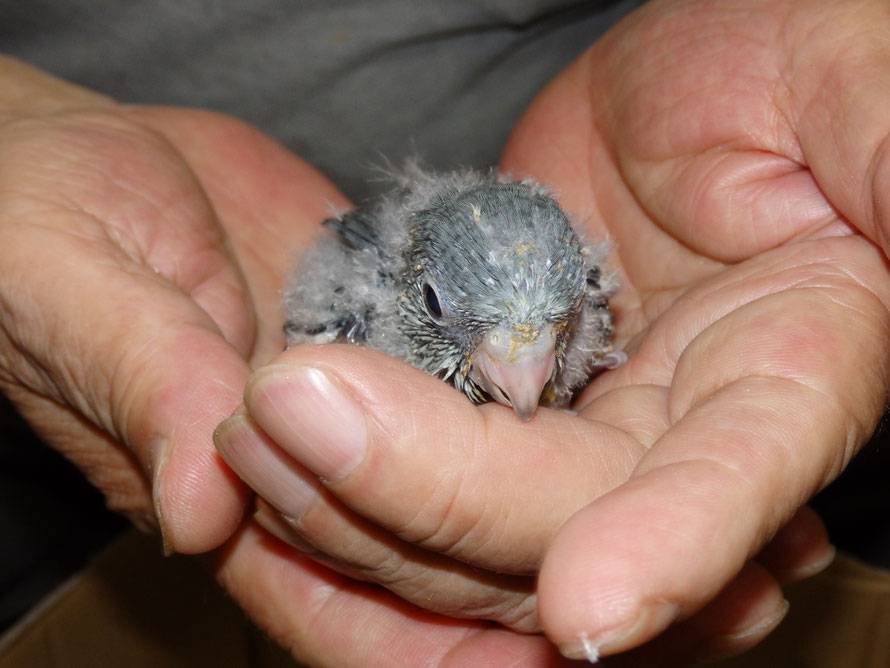2019年 7月12日 マメルリハインコ