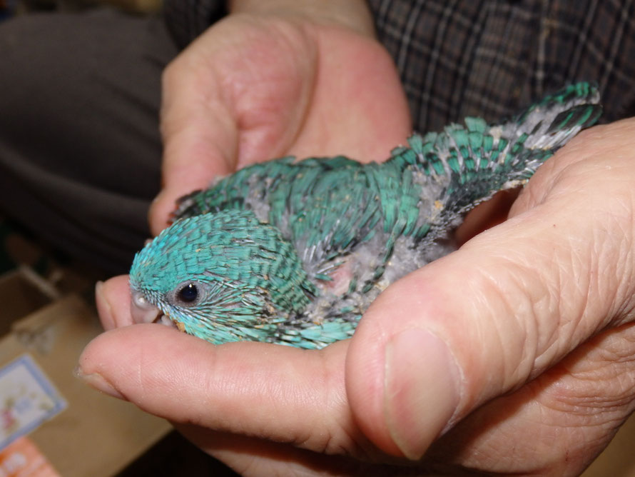 ２０１９年５月９日　サザナミインコ