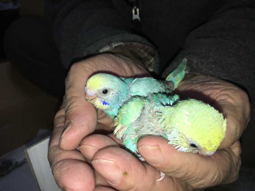 2020年3月19日 セキセイインコ