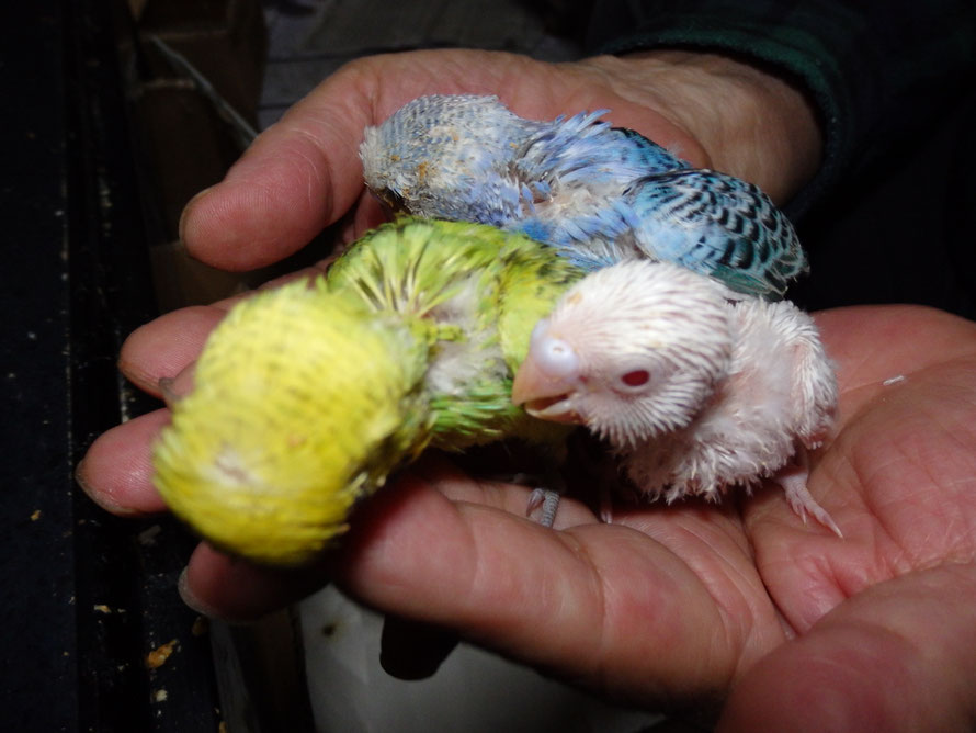 2020年10月18日 セキセイインコ