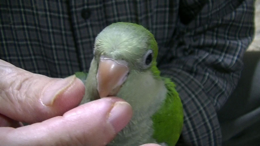 オキナインコが仲間入りしました 福岡インコ ペットミッキン オキナインコが仲間入りしました 福岡インコ ペットミッキン