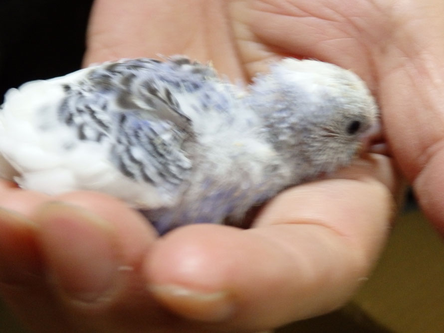 2019年1月12日 セキセイインコ