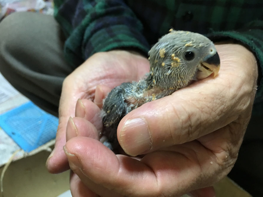 コザクラインコブルー バイオレット コバルト が仲間入りしました 福岡インコ ペットミッキン コザクラインコブルー バイオレット コバルト が仲間入りしました 福岡インコ ペットミッキン