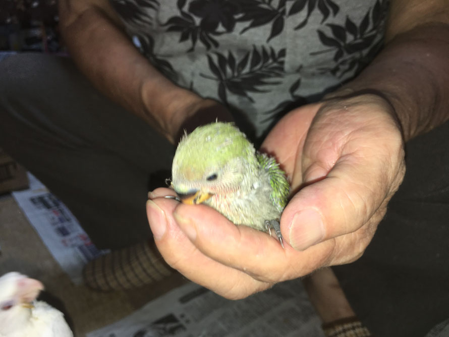 2019年8月1日 高級なセキセイインコです。