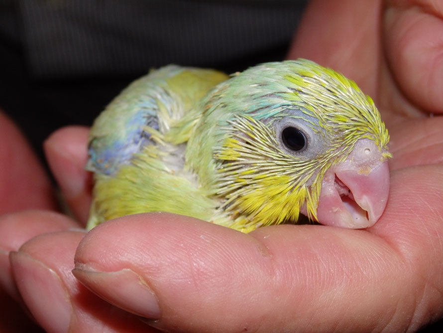 2019年 5月31日 マメルリハインコ