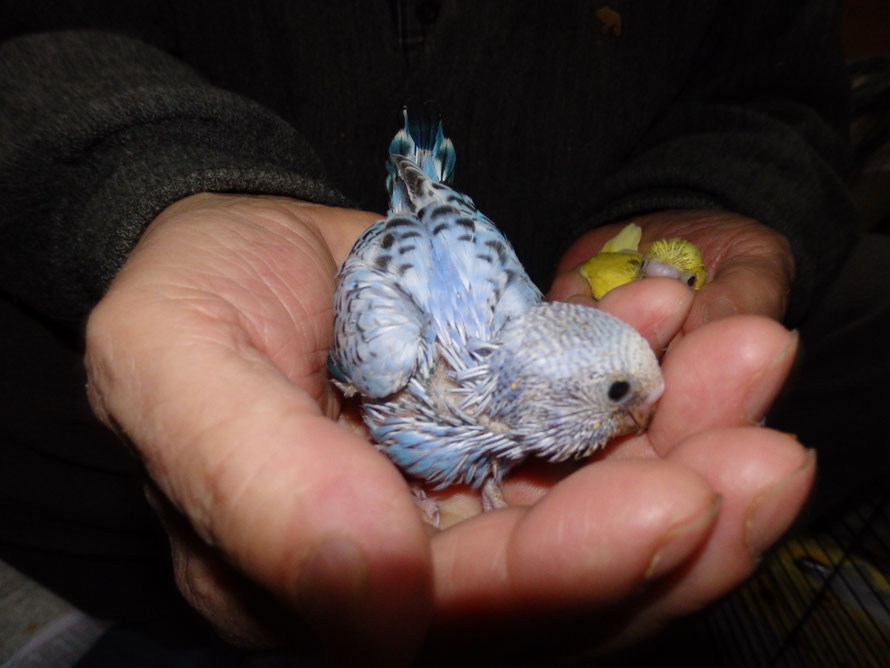 2019年3月1日 セキセイインコ ペットミッキン