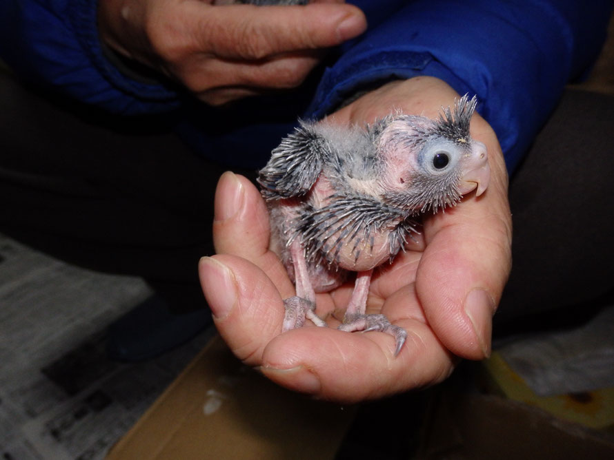 2019年2月14日　オカメインコのヒナ