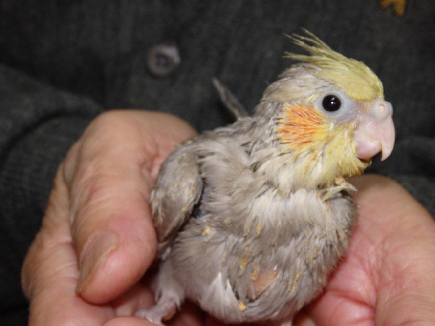 ２０１８年１２月２０日　オカメインコ