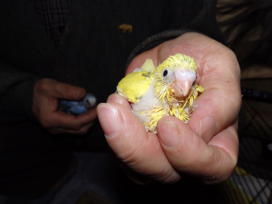 2019年3月1日　高級セキセイインコ　ペットミッキン