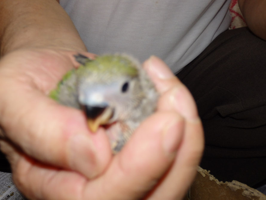 2019年8月26日 コザクラインコ