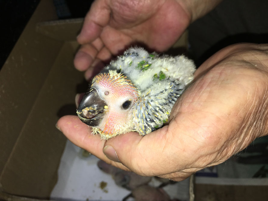 2019年7月29日 ネオ ミックスメキシコインコが仲間入りしました。