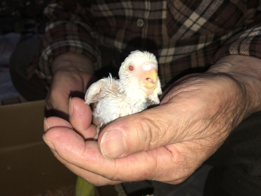 2020年5月4日 セキセイインコ
