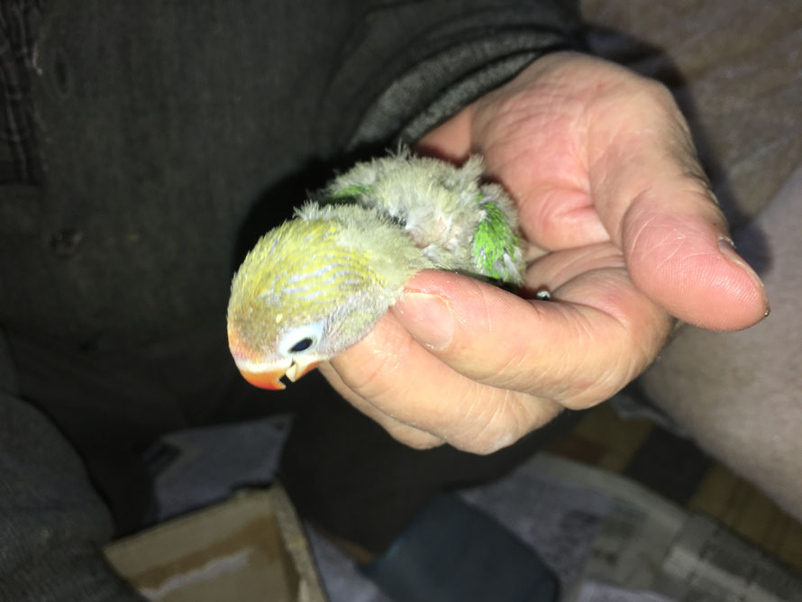 2019年4月11日 ルリコシボタンインコ ペットミッキン