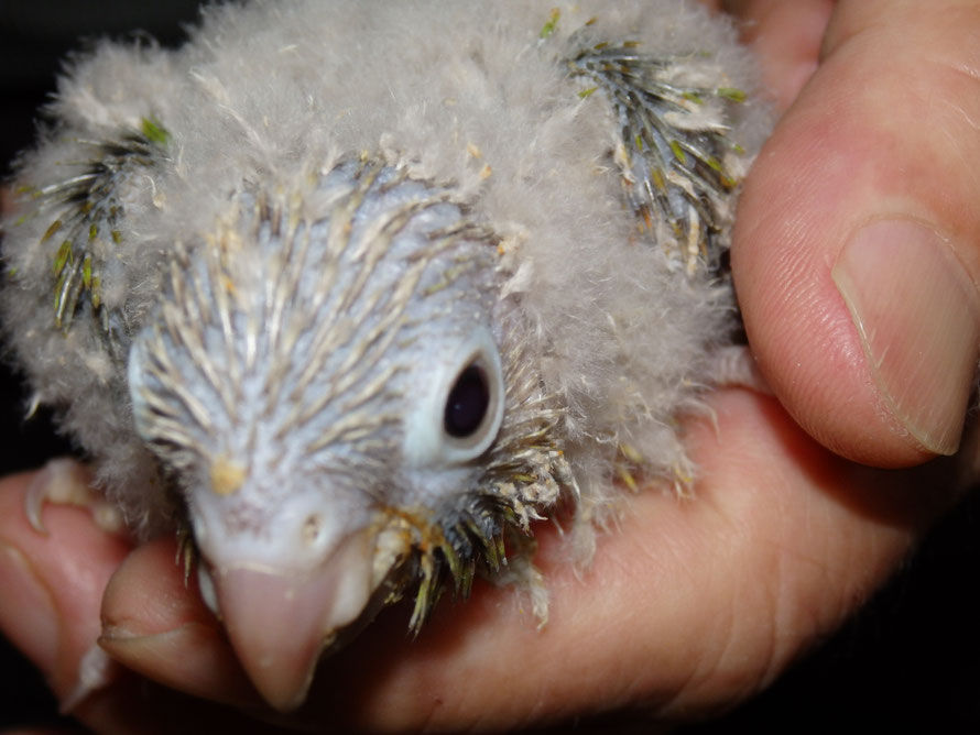2019年5月31日 ウロコインコ