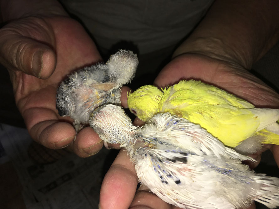 2019年7月25日 セキセイインコ