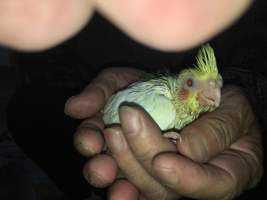 オカメインコ