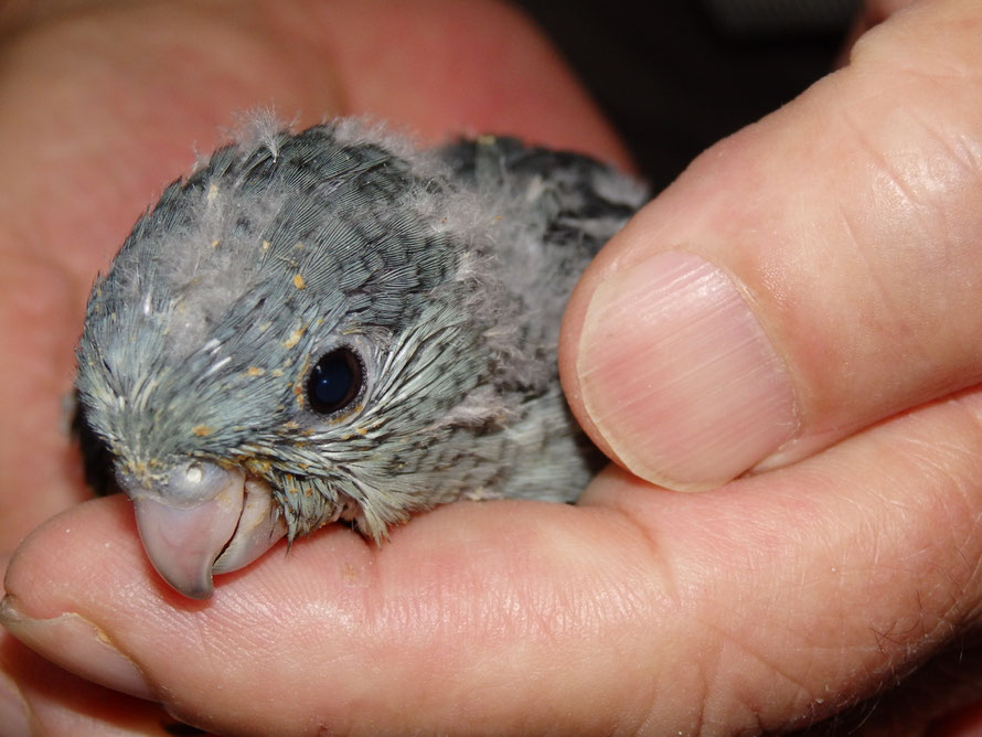 ２０１９年５月　サザナミインコ　モーブ