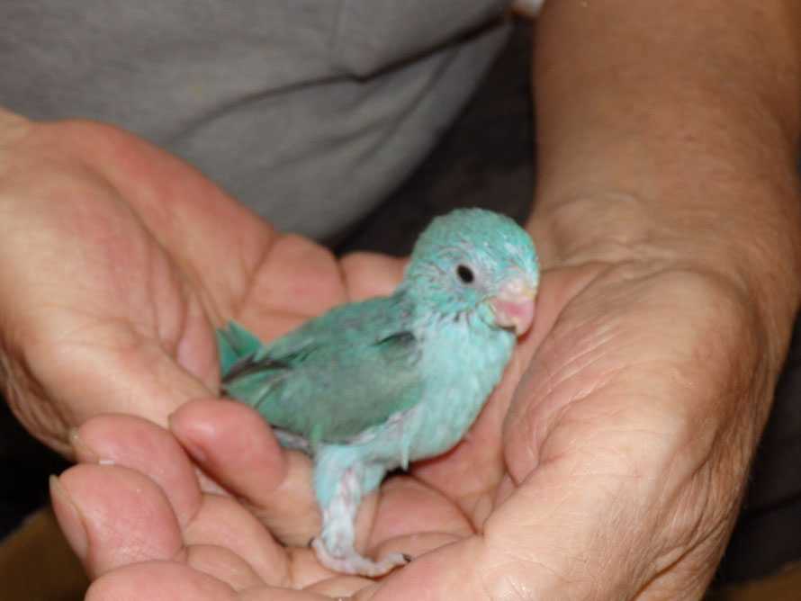 2019年7月12日 マメルリハインコ