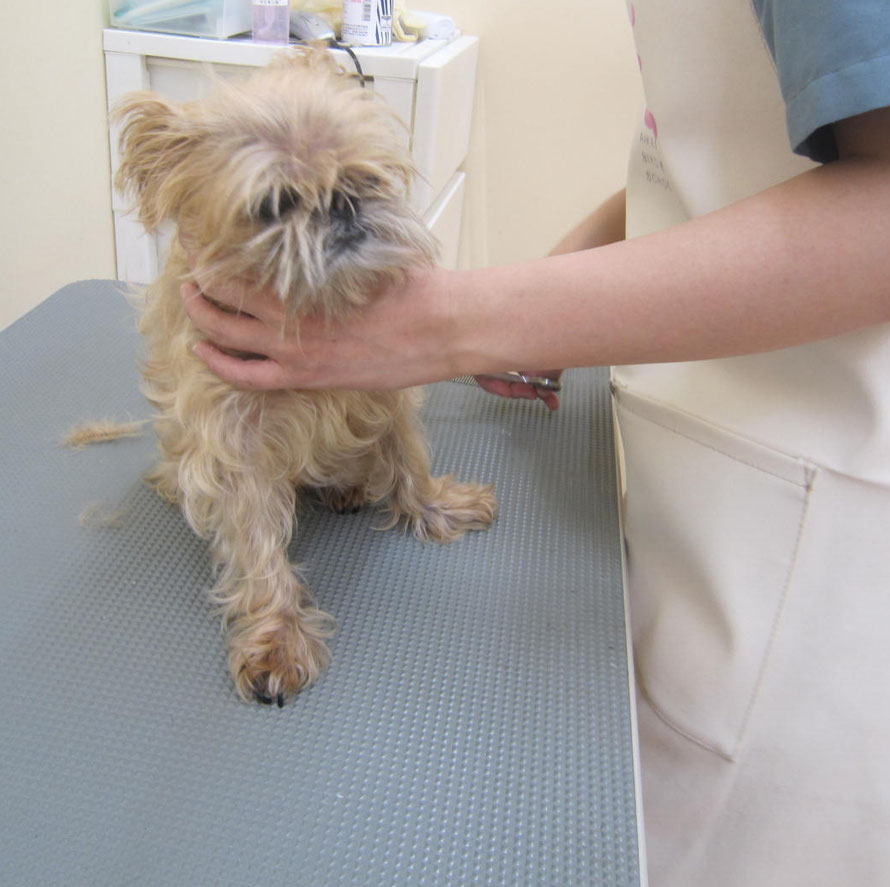 ブログ まつい犬猫病院 札幌市東区の親切ていねいな動物病院 ブログ まつい犬猫病院 札幌市東区の親切ていねいな動物病院