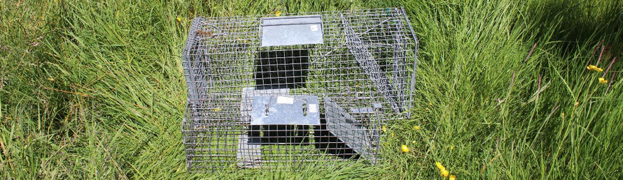 Adult-sized automatic trap compared with kitten-sized automatic trap