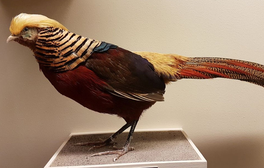 Naturhistorische Museum, Vogel Abteilung. Fotografin, Vogel mit Donald Trump Frisur 