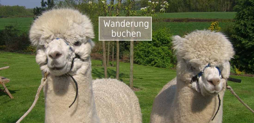 Zwei weiße Alpakas auf einer Wiese mit Halfter, im Hintergrund ein Schild mit der Aufschrift „Wanderung buchen“ – Alpaka Wanderung buchen bei Waytalla Alpakas
