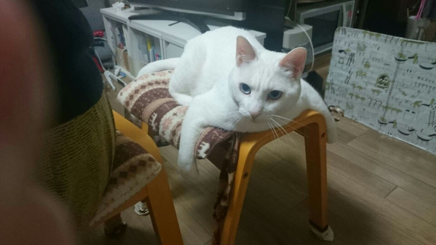 教室の猫①ブロン