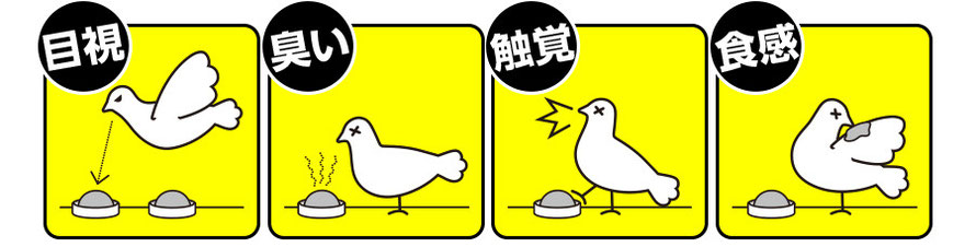 鳩は繁殖場所に対する執着心が強い Hatoyoke 鳩よけジェル 鳩対策 あんじん b st鳩防止剤 株式会社ユーシン 鳩は繁殖場所に対する執着心が強い Hatoyoke 鳩よけジェル 鳩対策 あんじん b st鳩防止剤 株式会社ユーシン