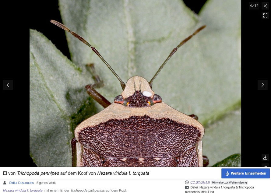 Ei der Schwebfliege auf dem Kopf einer Soja-fressenden und teilweise pestizidresistenten Reiswanze. Die Larfe frisst später die Wanze. Quelle: https://de.wikipedia.org/wiki/Grüne_Reiswanze