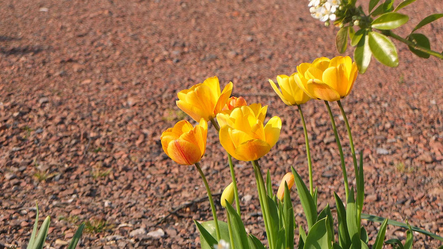 tulipes jaune orangé aux nervures rouges