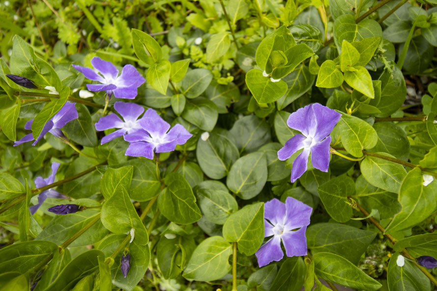 Vinca Major L. o Congossa entre el Río Sil y Castillo de los Templarios, en Ponferrada