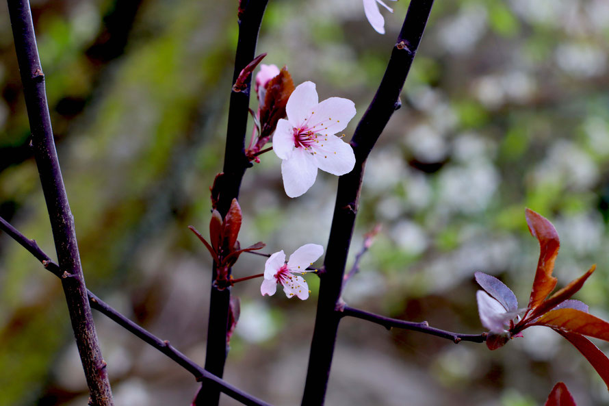 Prunus Cerasifera Ehrh o Guindo, junto al río Sil