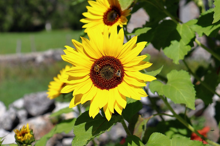 Dos abejas libando néctar en un girasol (Babia) 