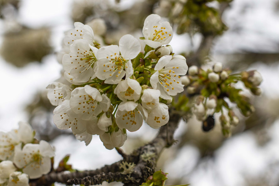 Cerezos en plena Floración, en Corullón (El Bierzo)