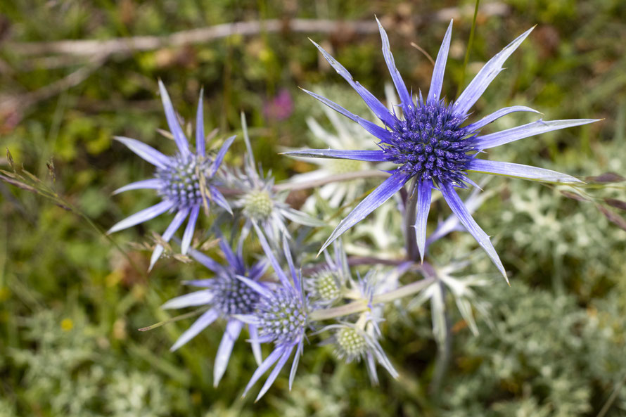 Eryngium bourgatii Gouan o Cardo Azul, cerca de Torrestío de Babia