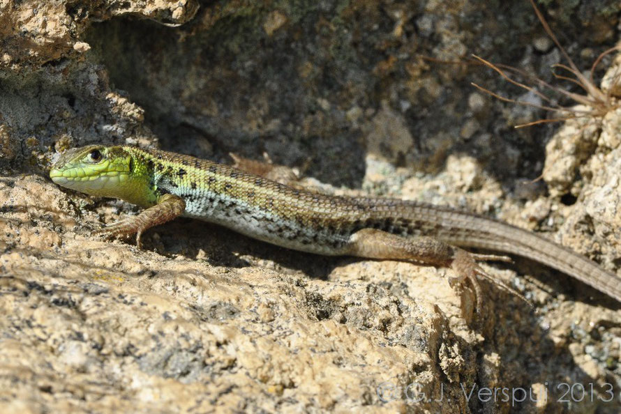 Ophisops elegans, Thrace, Greece, may 2013